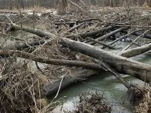 forest-management-standing-timber-conservation-Ohio-Gallery-11