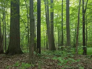 forest-management-standing-timber-conservation-Ohio-Gallery-12