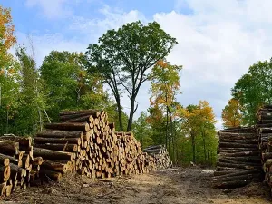 forest-management-standing-timber-conservation-Ohio-Gallery-14