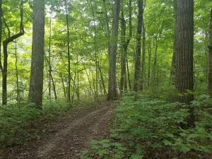 forest-management-standing-timber-conservation-Ohio-Gallery-17