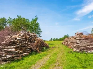 forest-management-standing-timber-conservation-Ohio-Gallery-19