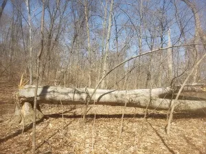 forest-management-standing-timber-conservation-Ohio-Gallery-20