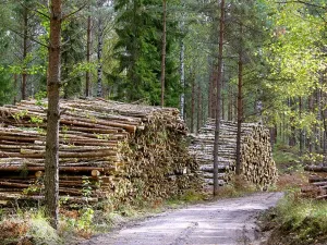 forest-management-standing-timber-conservation-Ohio-Gallery-4