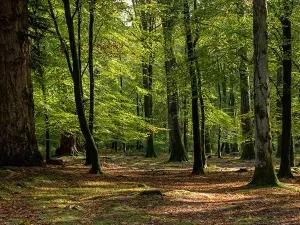 forest-management-standing-timber-conservation-Ohio-Gallery-8