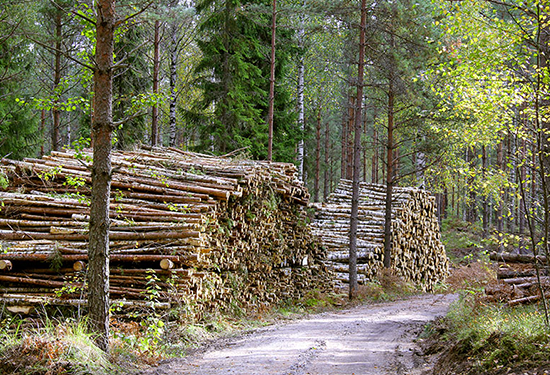 logging